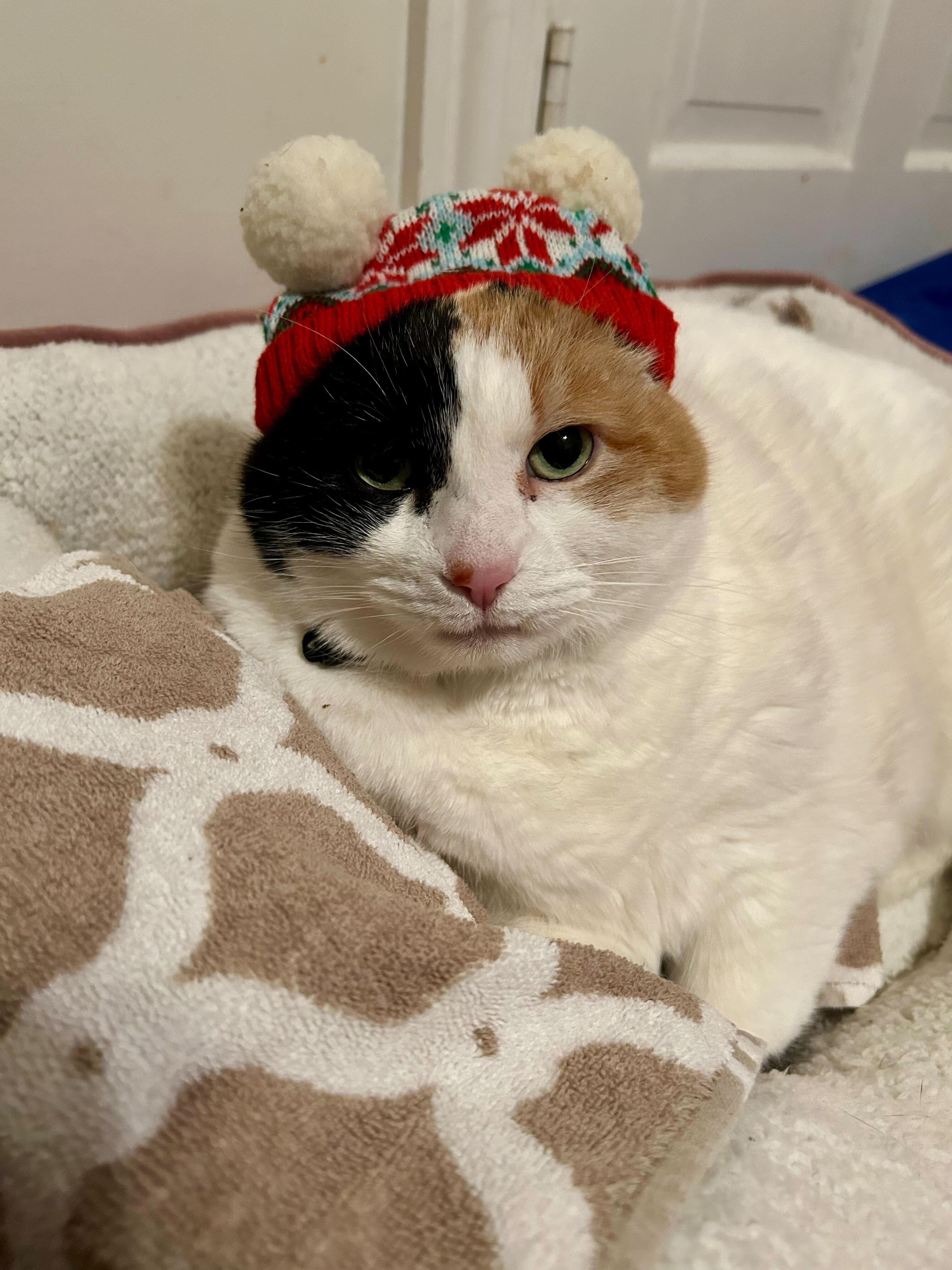 Enlarge Sophie, a ADOPTABLE Calico in Maidens, VA image 2/3