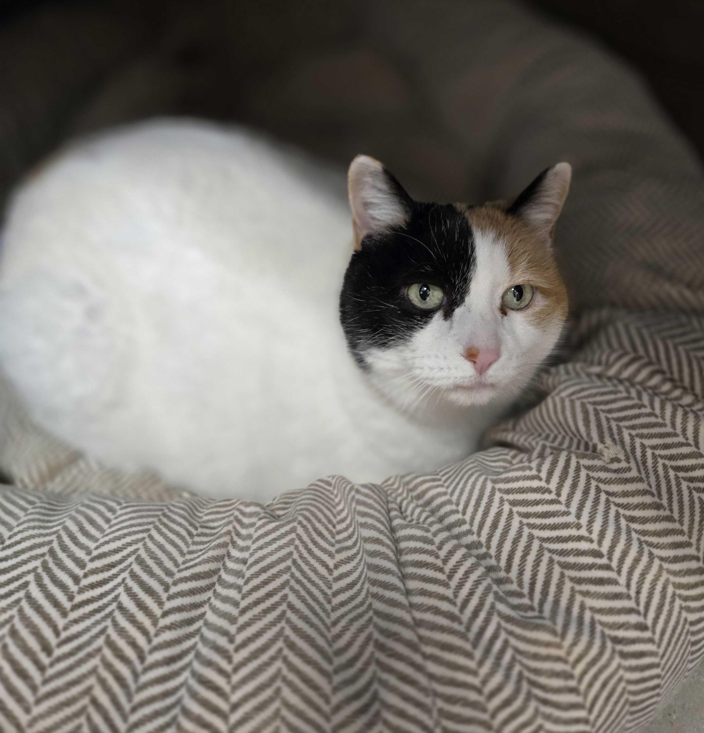 Sophie, ADOPTABLE, Adult Female Calico.