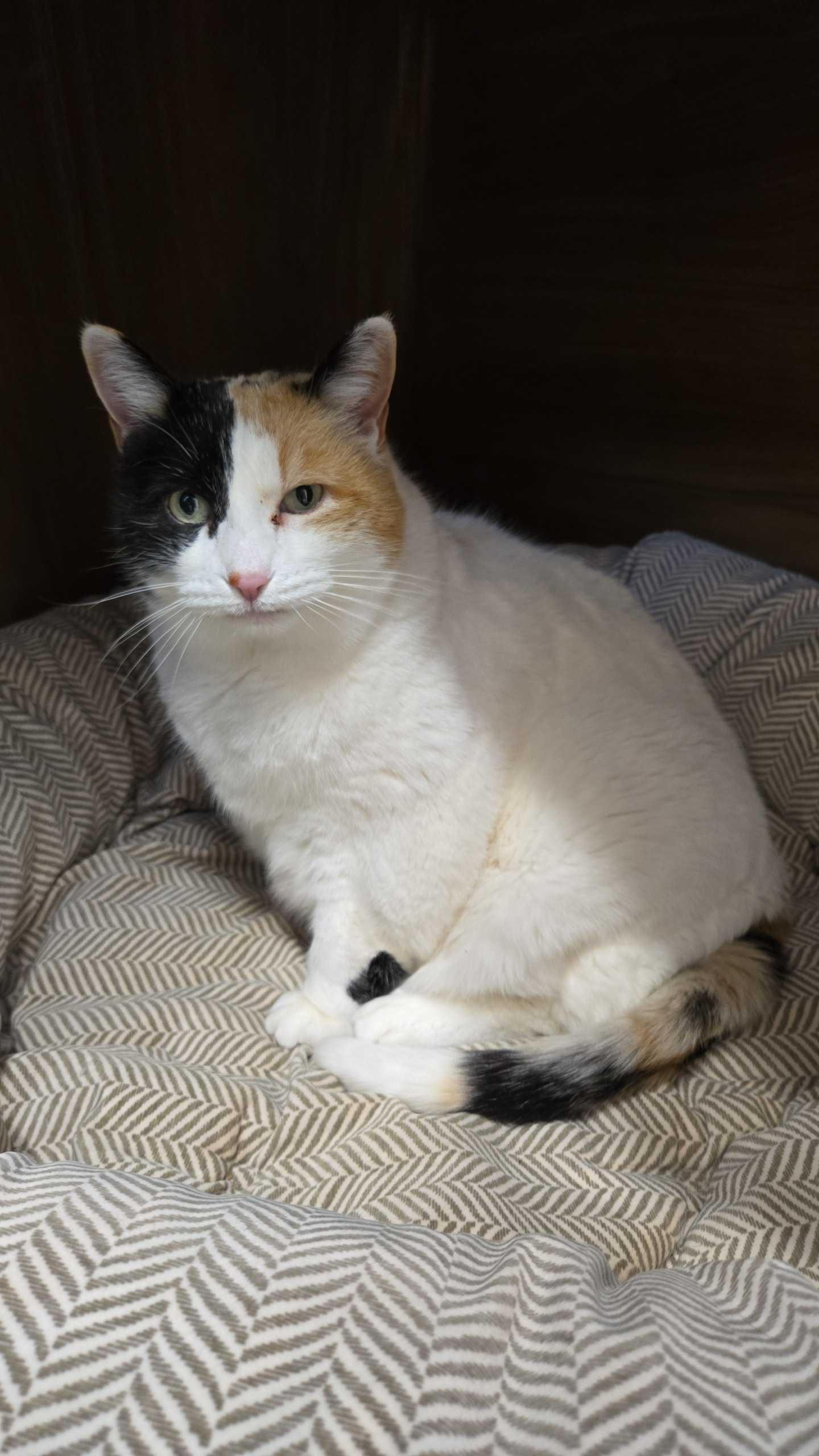 Enlarge Sophie, a ADOPTABLE Calico in Maidens, VA image 3/3