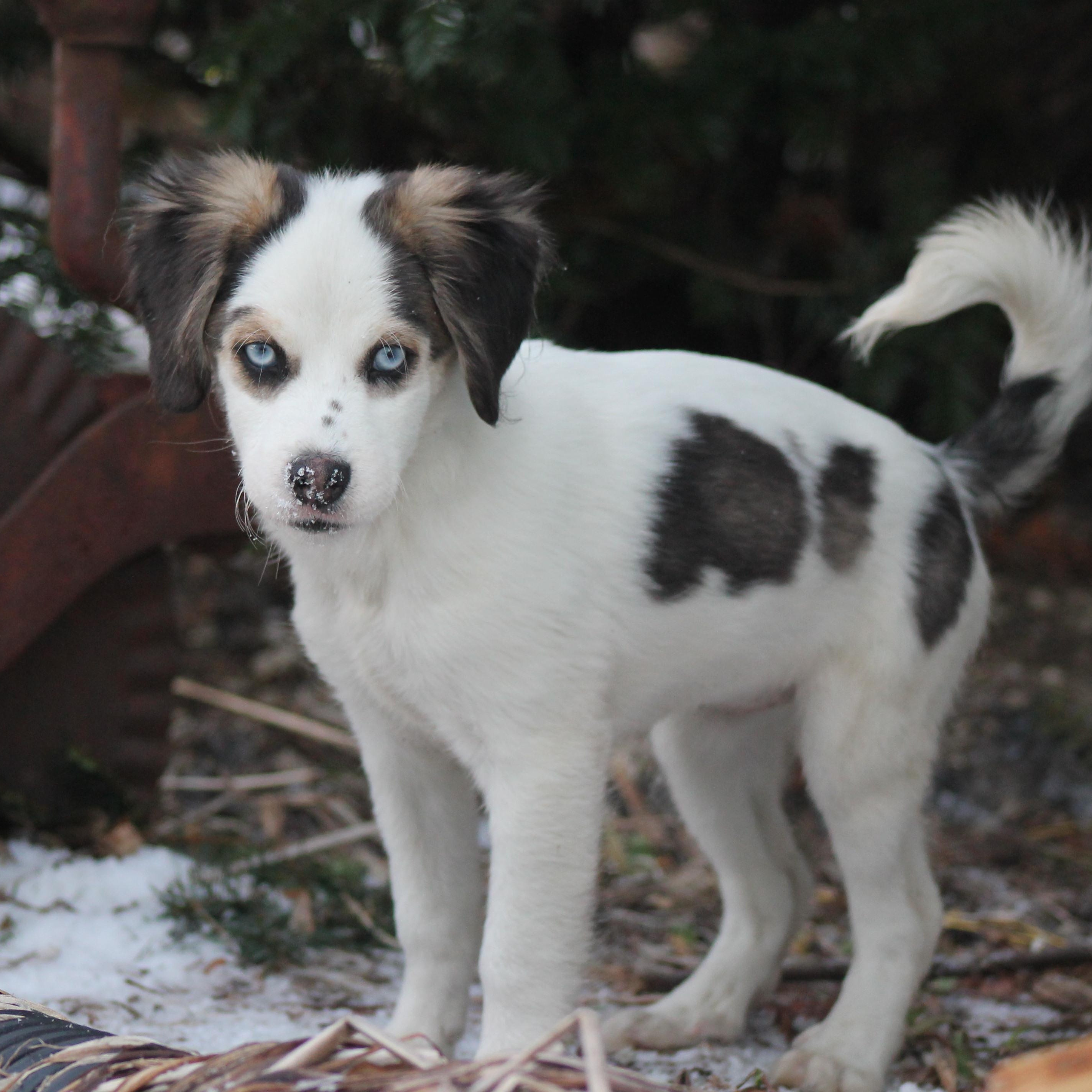 Brina, an adopted mixed breed in Lemont, IL image 1/2