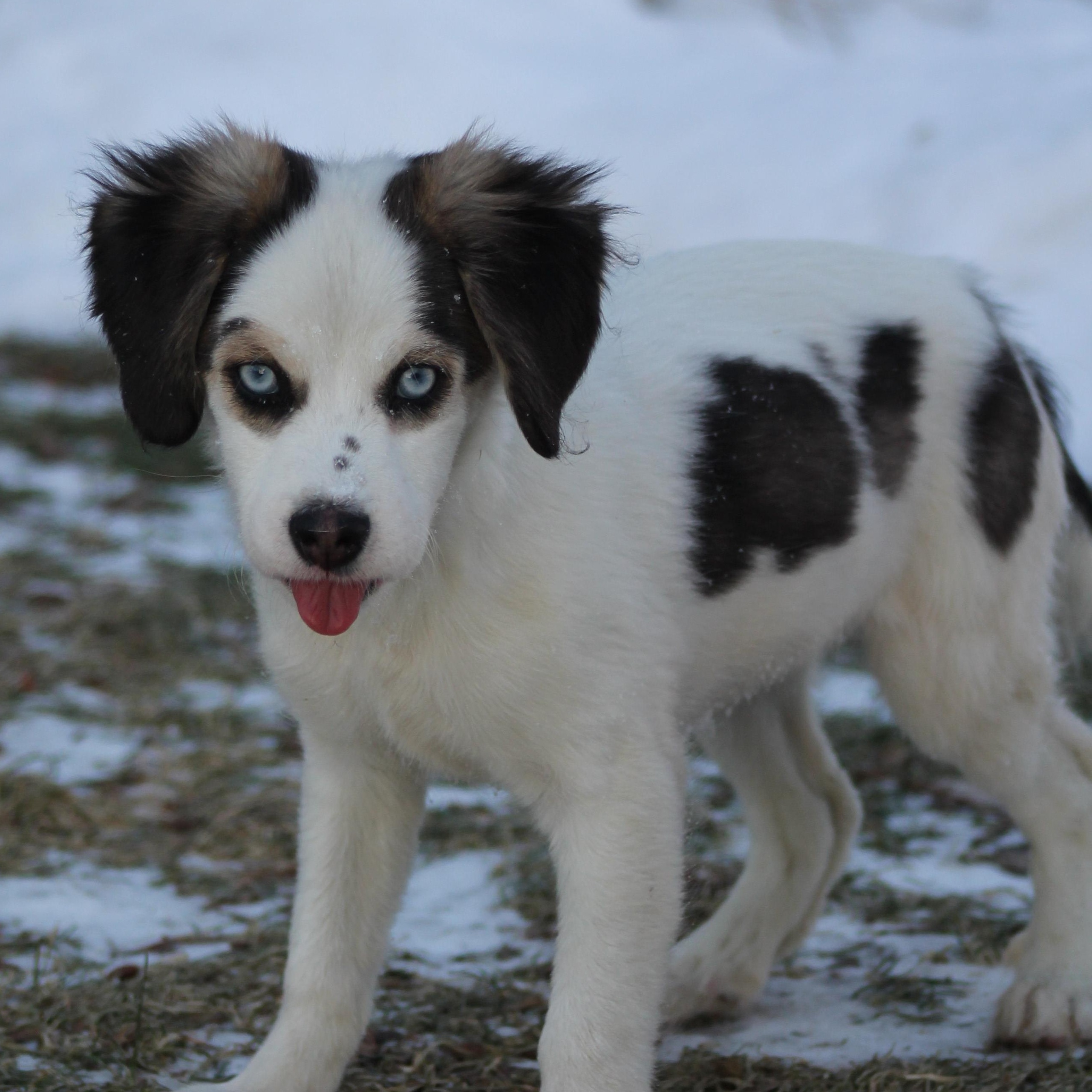 Brina, an adopted mixed breed in Lemont, IL image 2/2