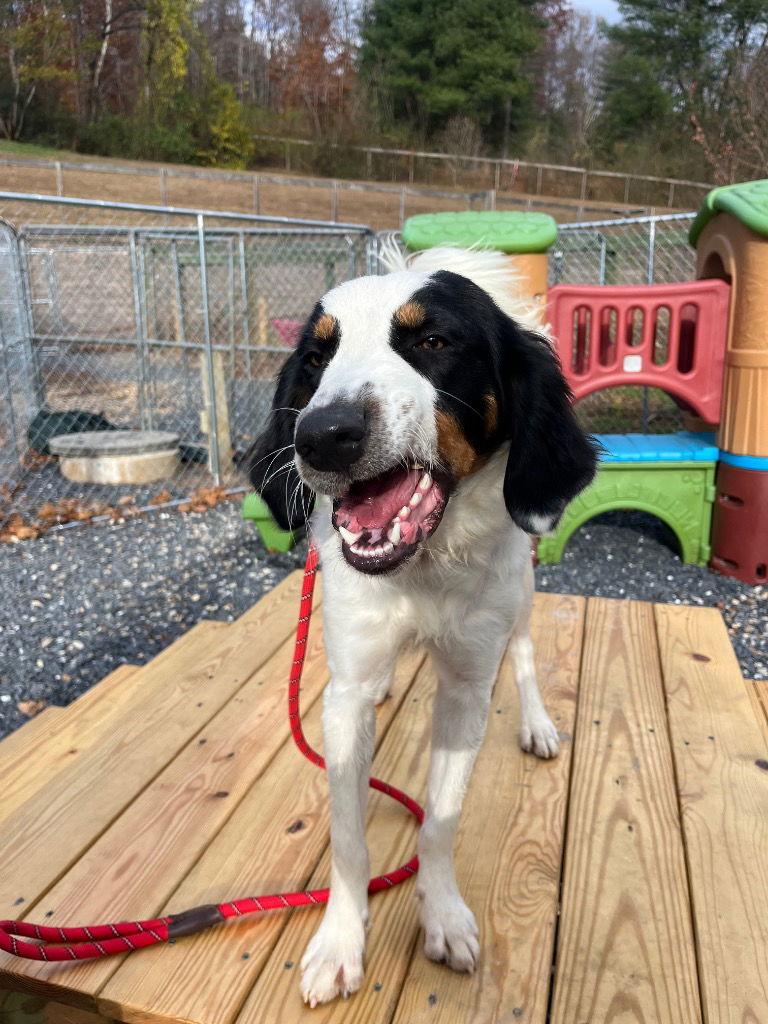 Oliver, a Adoptable mixed breed in Lovingston, VA image 1/3
