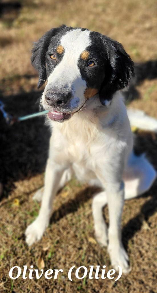 Oliver, a Adoptable mixed breed in Lovingston, VA image 2/3