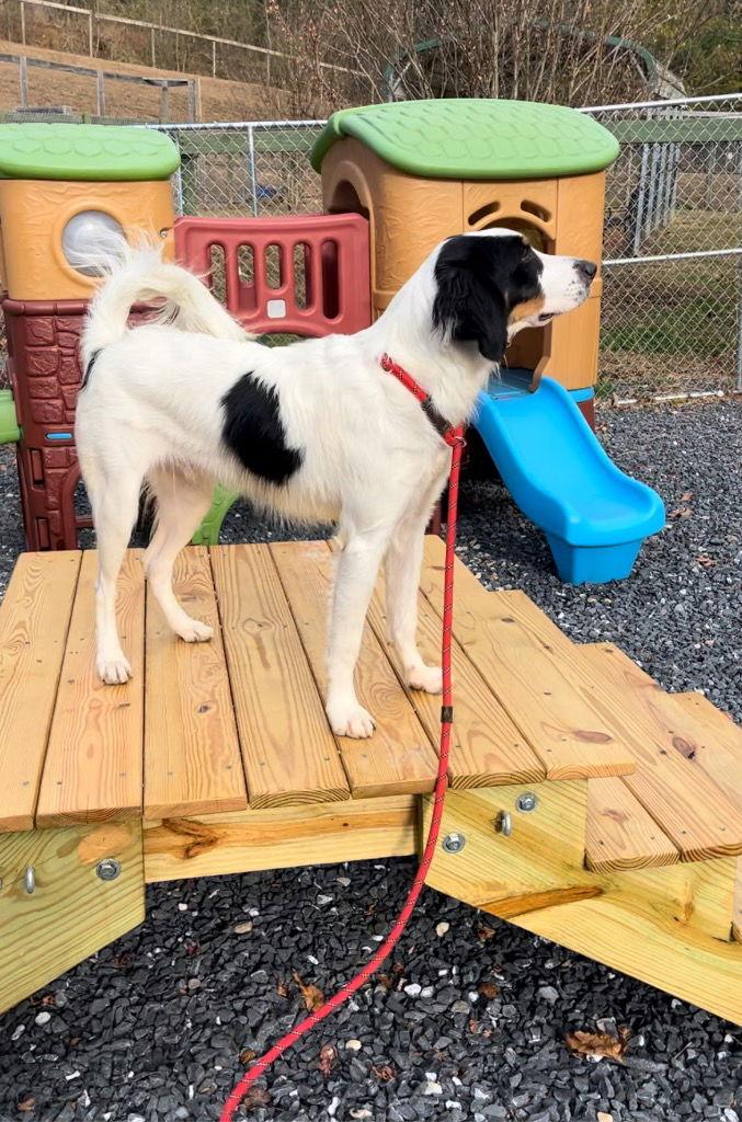 Oliver, a Adoptable mixed breed in Lovingston, VA image 3/3