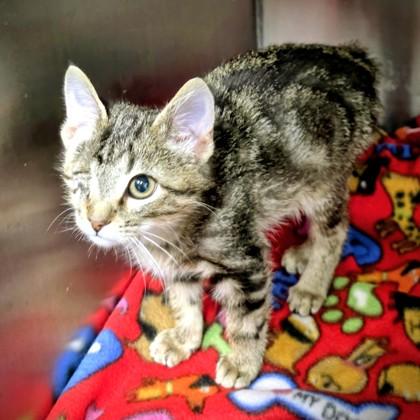 One Eyed Willie, Adoptable, Young Male Domestic Short Hair & Domestic Short Hair.