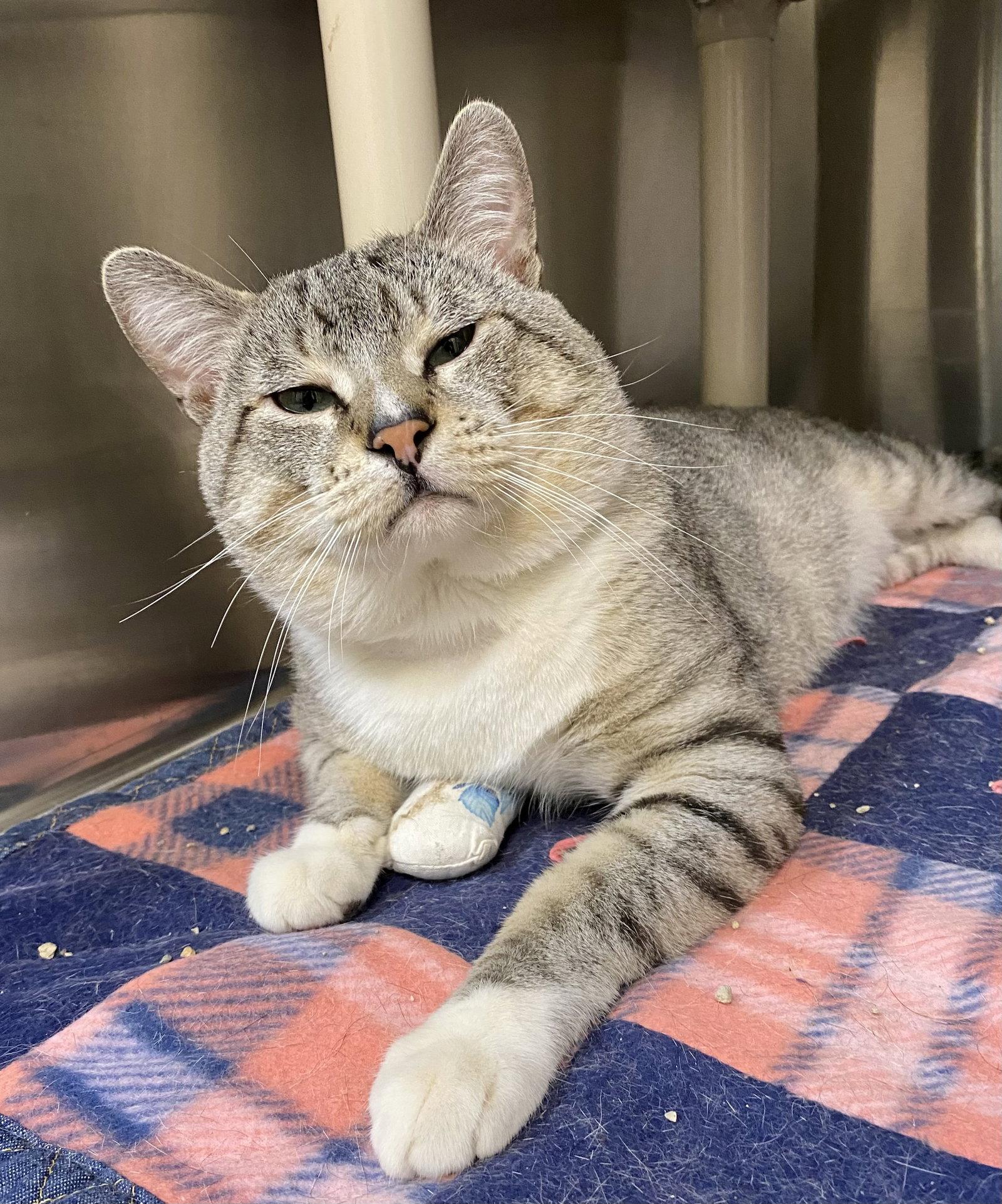 Enlarge Yosemite Sam, a Adoptable mixed breed in Fargo, ND image 2/2