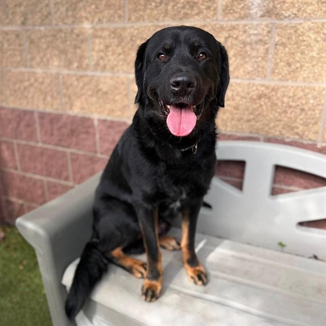 STERLING, Adoptable, Young Male Rottweiler & Mixed Breed.
