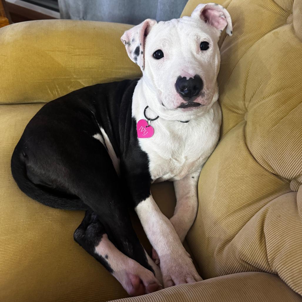 Ivy, Adoptable, Young Female Pit Bull Terrier & Staffordshire Bull Terrier.