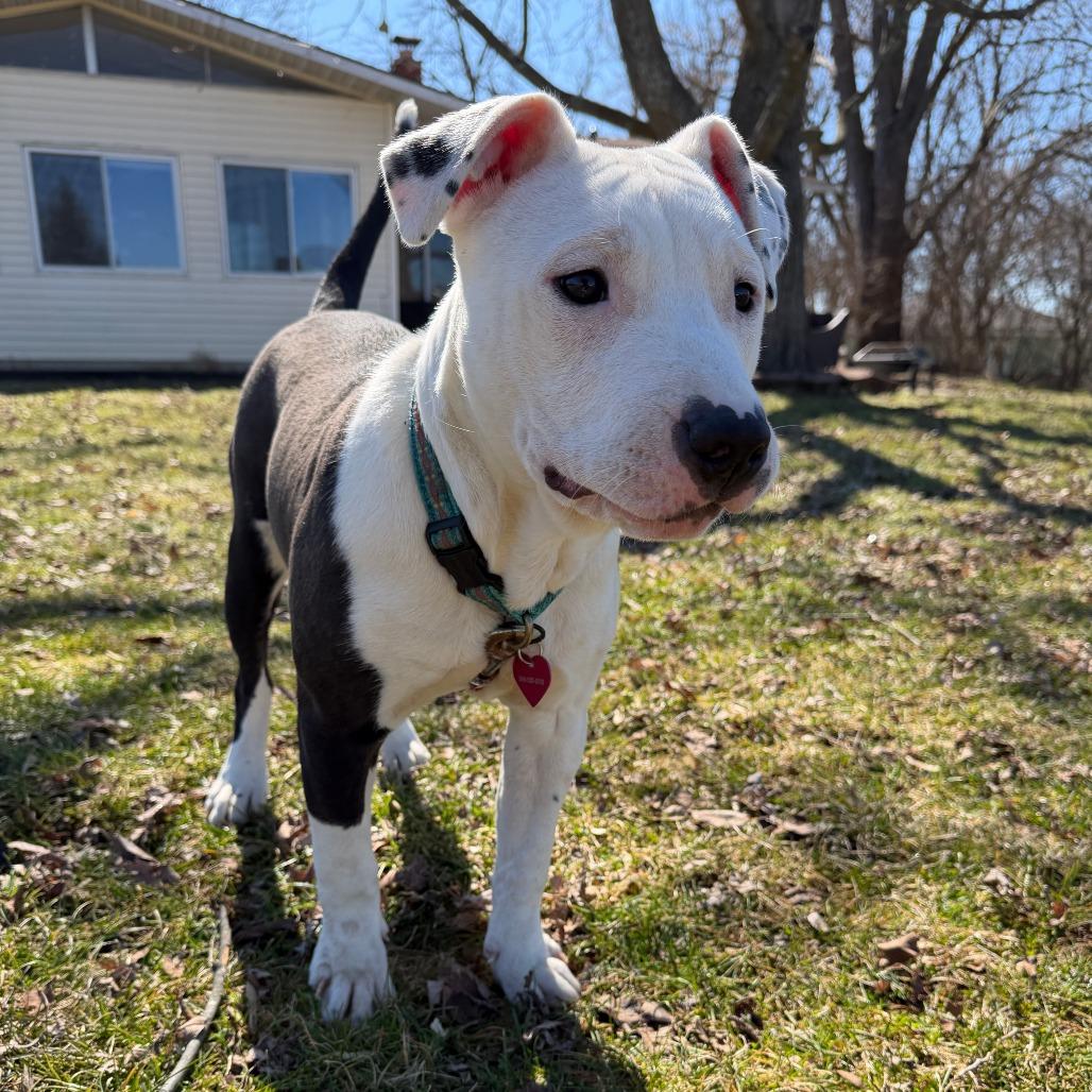 Enlarge Ivy, a Adoptable mixed breed in Northville, MI image 2/6