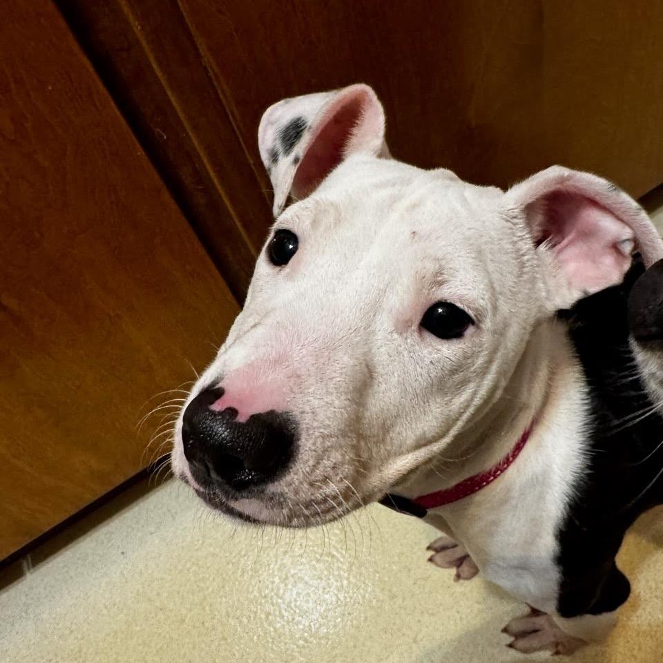 Enlarge Ivy, a Adoptable mixed breed in Northville, MI image 1/3