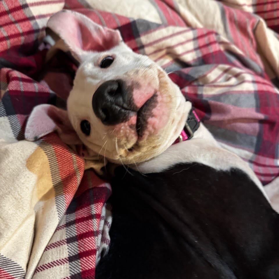 Enlarge Ivy, a Adoptable mixed breed in Northville, MI image 2/3