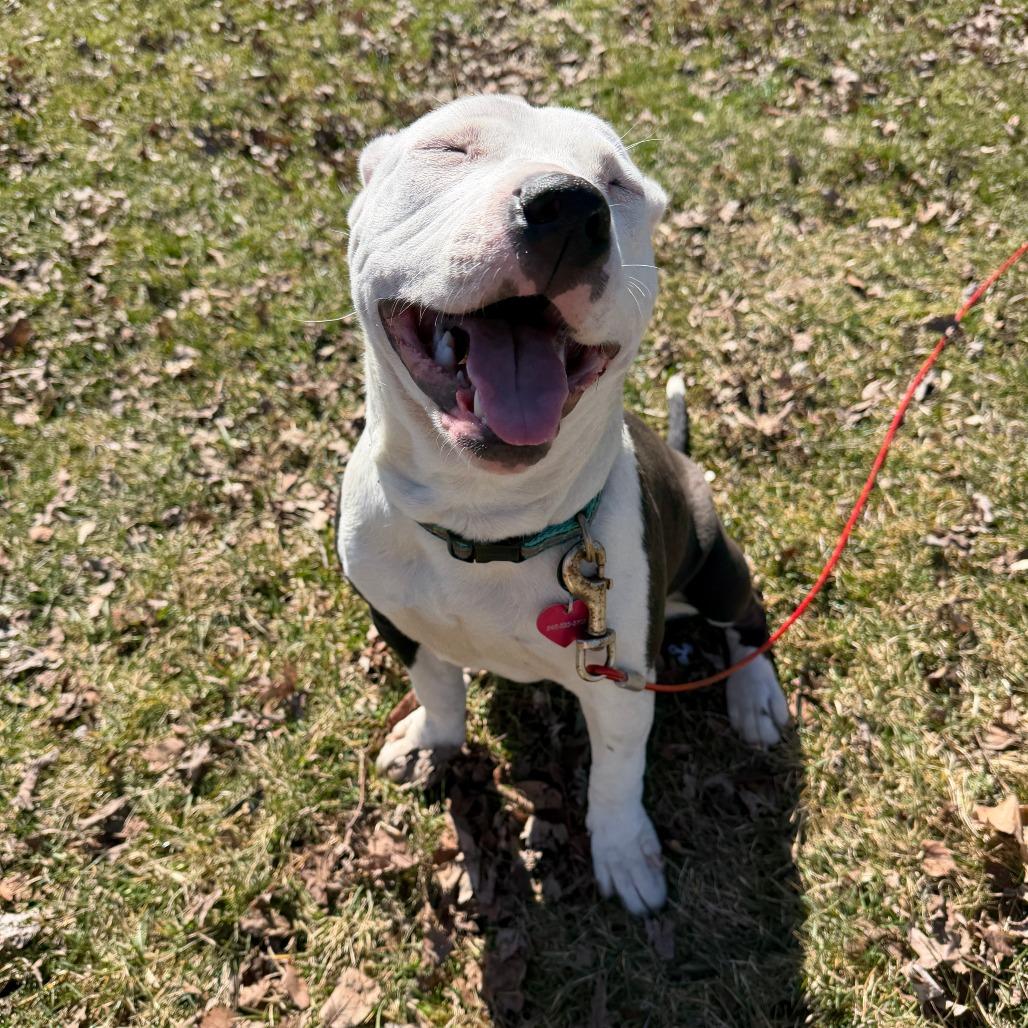 Enlarge Ivy, a Adoptable mixed breed in Northville, MI image 3/6