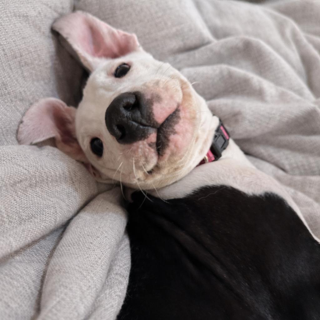 Enlarge Ivy, a Adoptable mixed breed in Northville, MI image 4/6