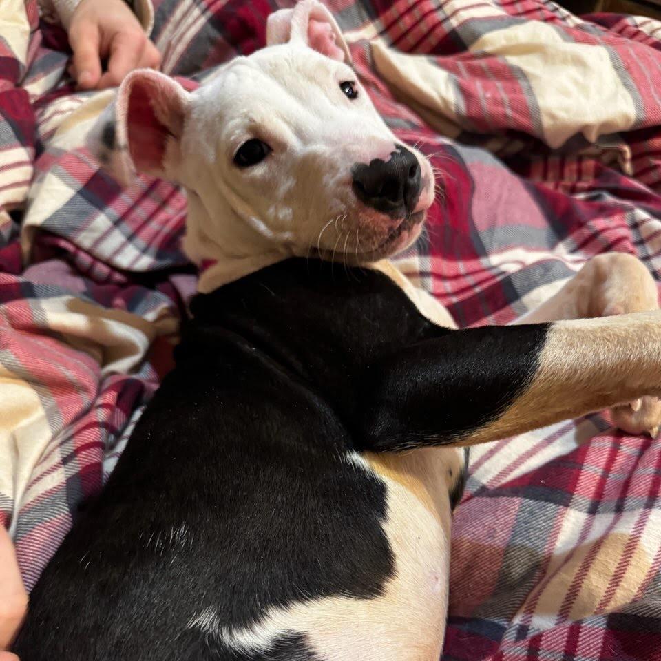 Enlarge Ivy, a Adoptable mixed breed in Northville, MI image 3/3