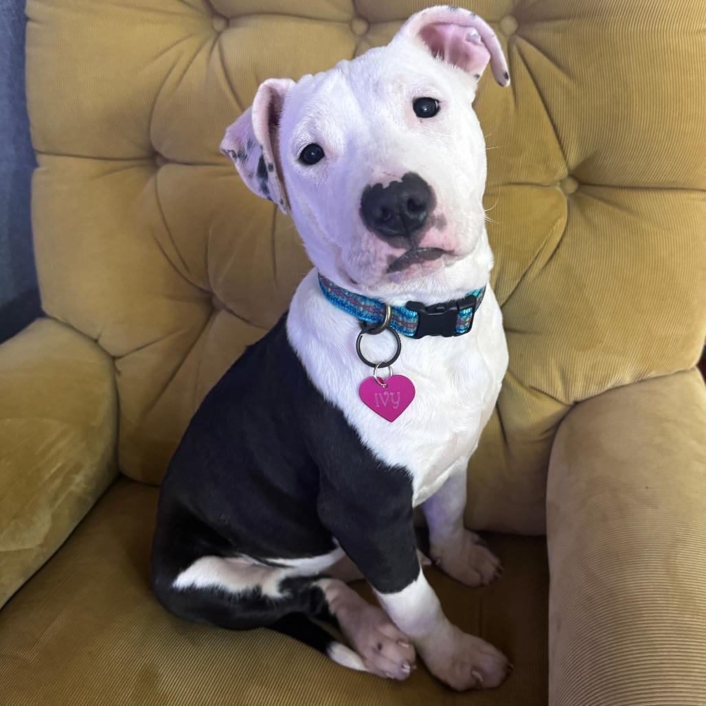 Enlarge Ivy, a Adoptable mixed breed in Northville, MI image 5/6