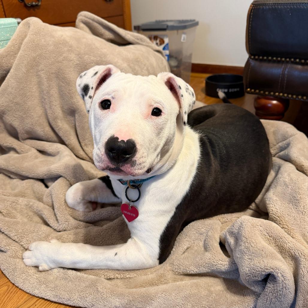 Enlarge Ivy, a Adoptable mixed breed in Northville, MI image 6/6