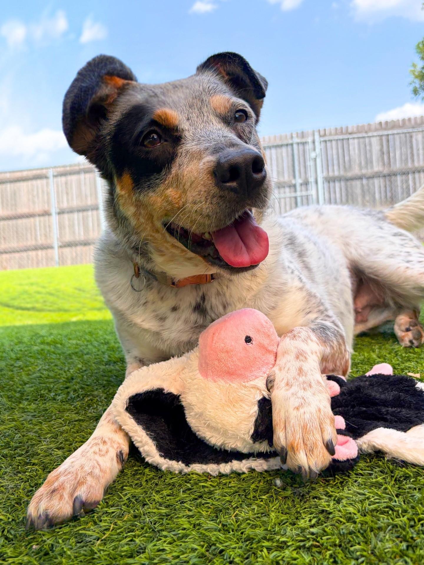 Enlarge Sonar, a ADOPTABLE Cattle Dog in Oklahoma City, OK image 1/6