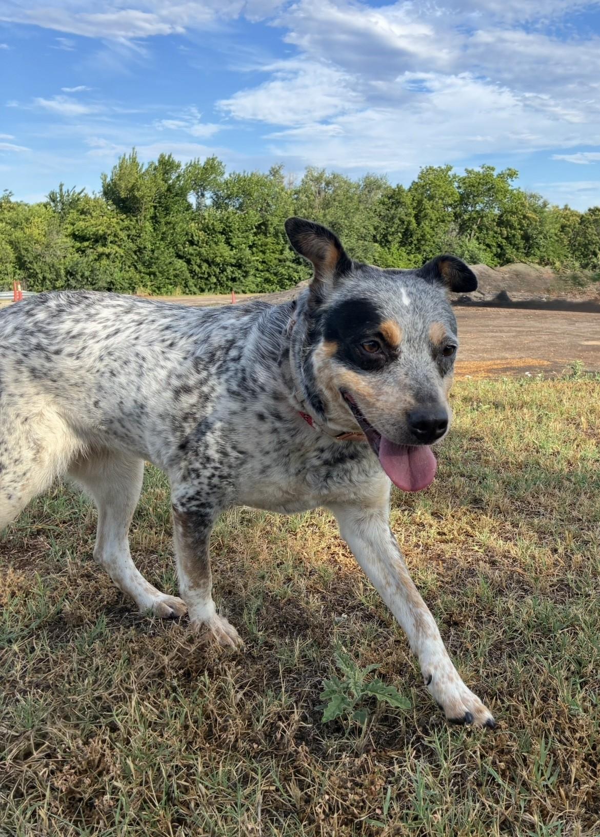 Sonar, a ADOPTABLE Cattle Dog in Oklahoma City, OK image 3/5