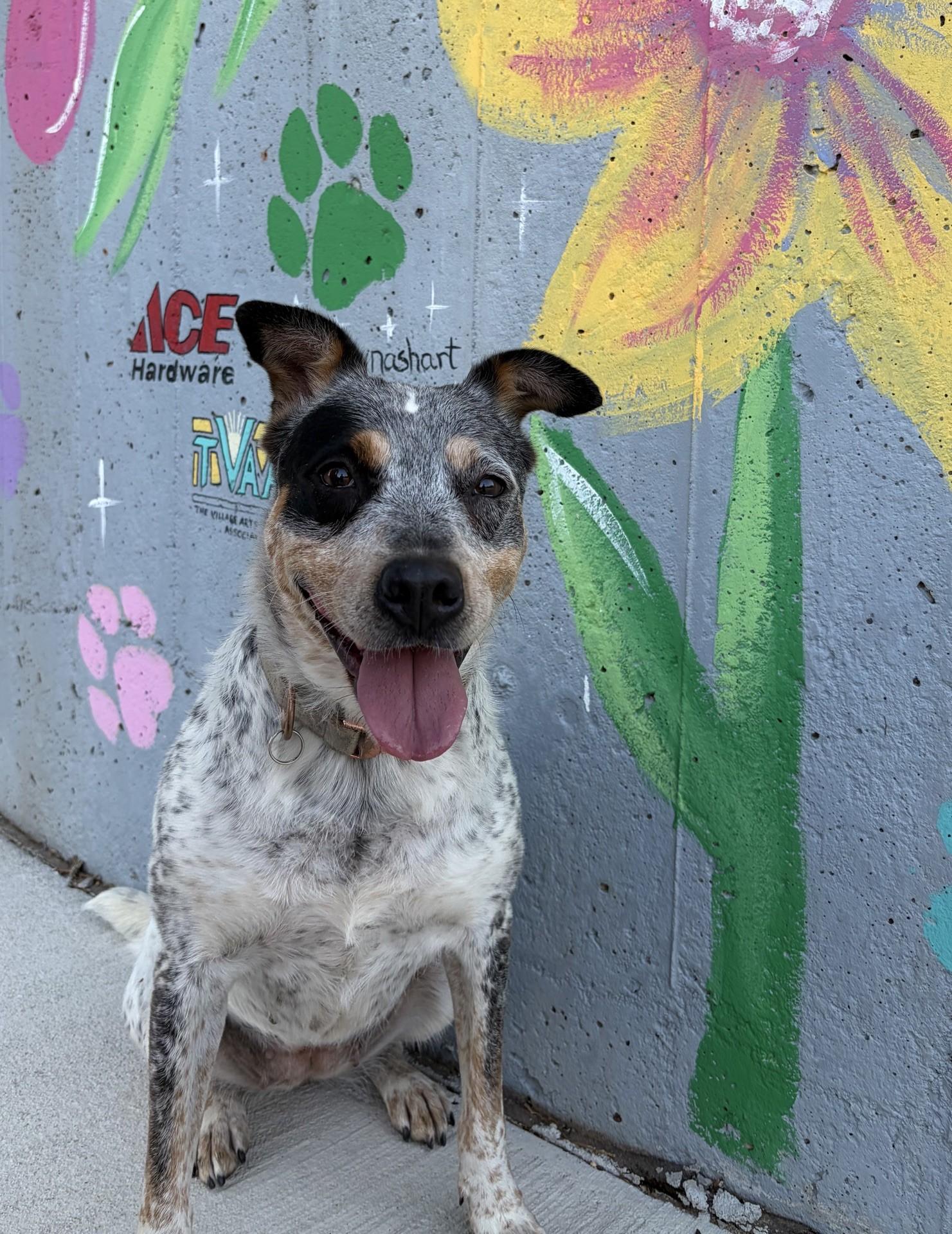 Enlarge Sonar, a ADOPTABLE Cattle Dog in Oklahoma City, OK image 4/6