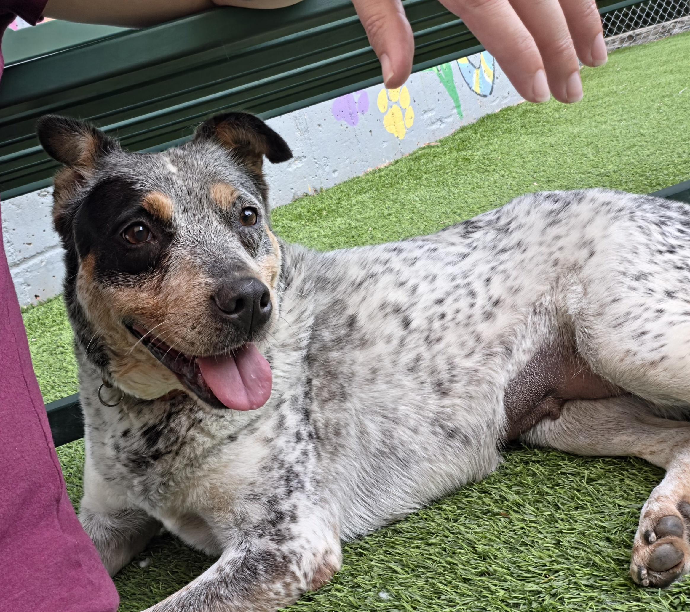 Enlarge Sonar, a ADOPTABLE Cattle Dog in Oklahoma City, OK image 1/5