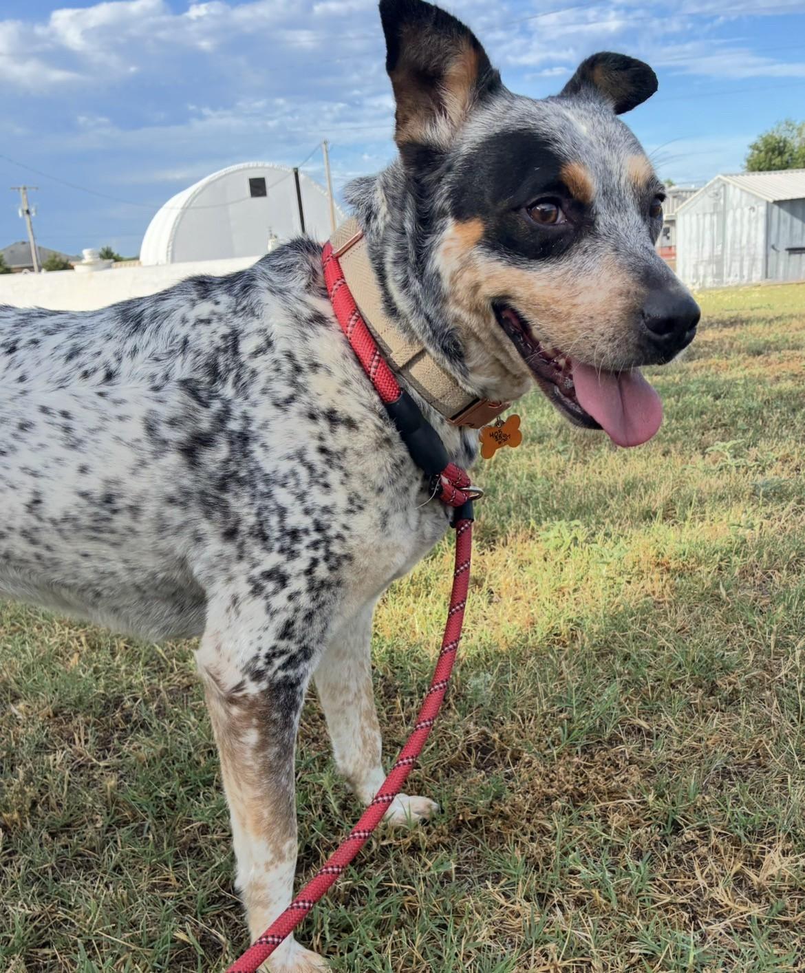 Sonar, ADOPTABLE, Adult Female Cattle Dog.