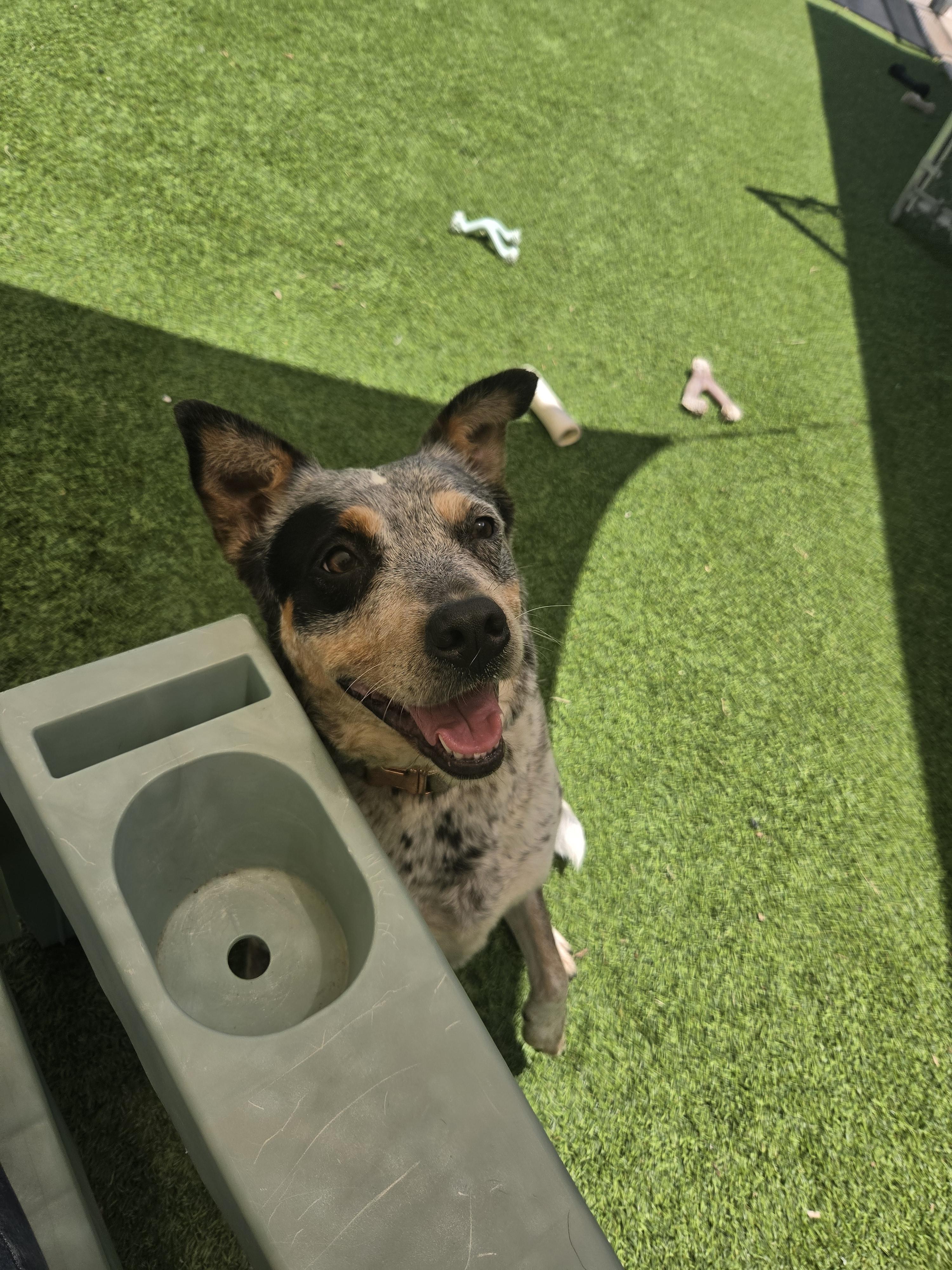 Enlarge Sonar, a ADOPTABLE Cattle Dog in Oklahoma City, OK image 2/5
