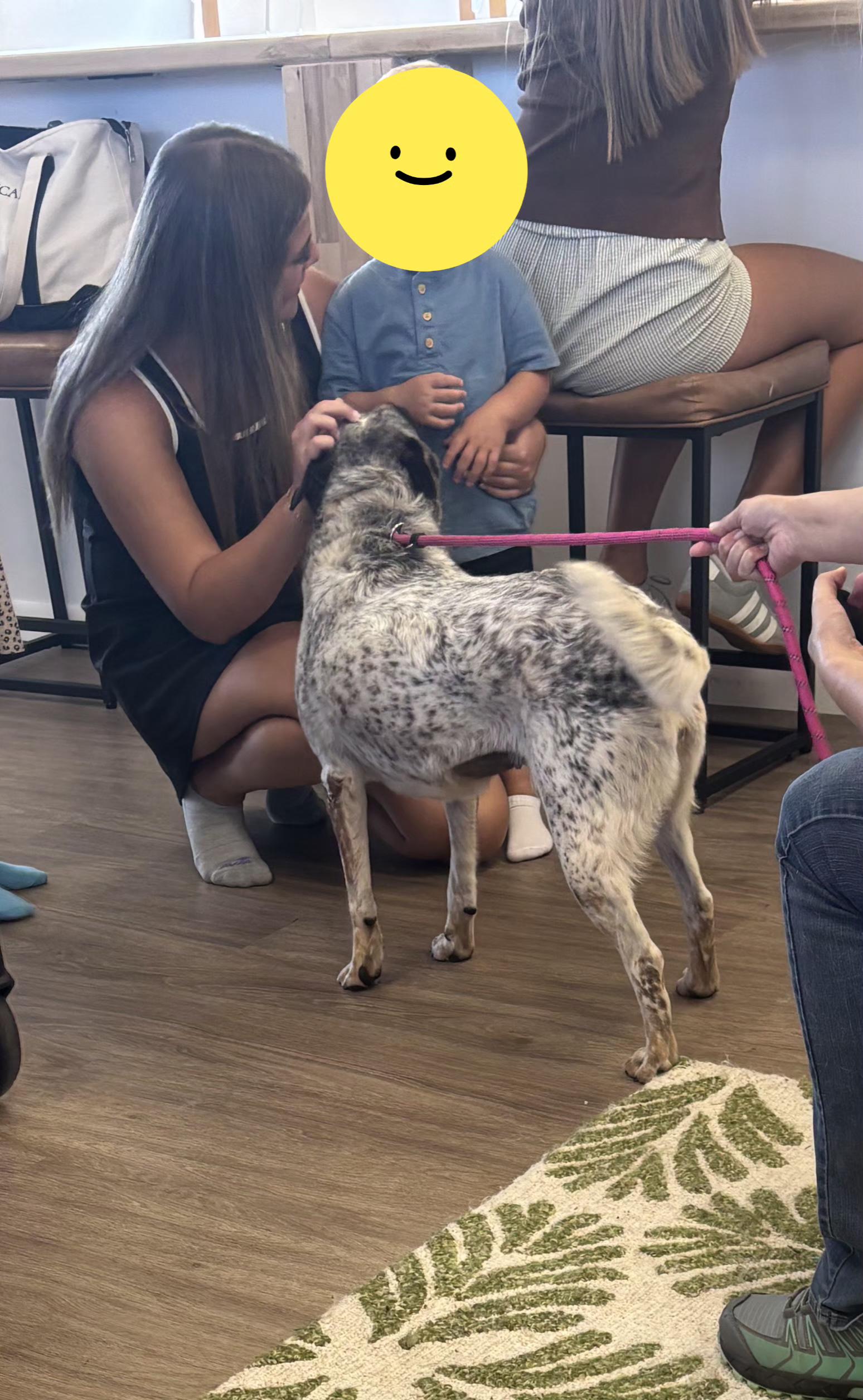 Enlarge Sonar, a ADOPTABLE Cattle Dog in Oklahoma City, OK image 3/6