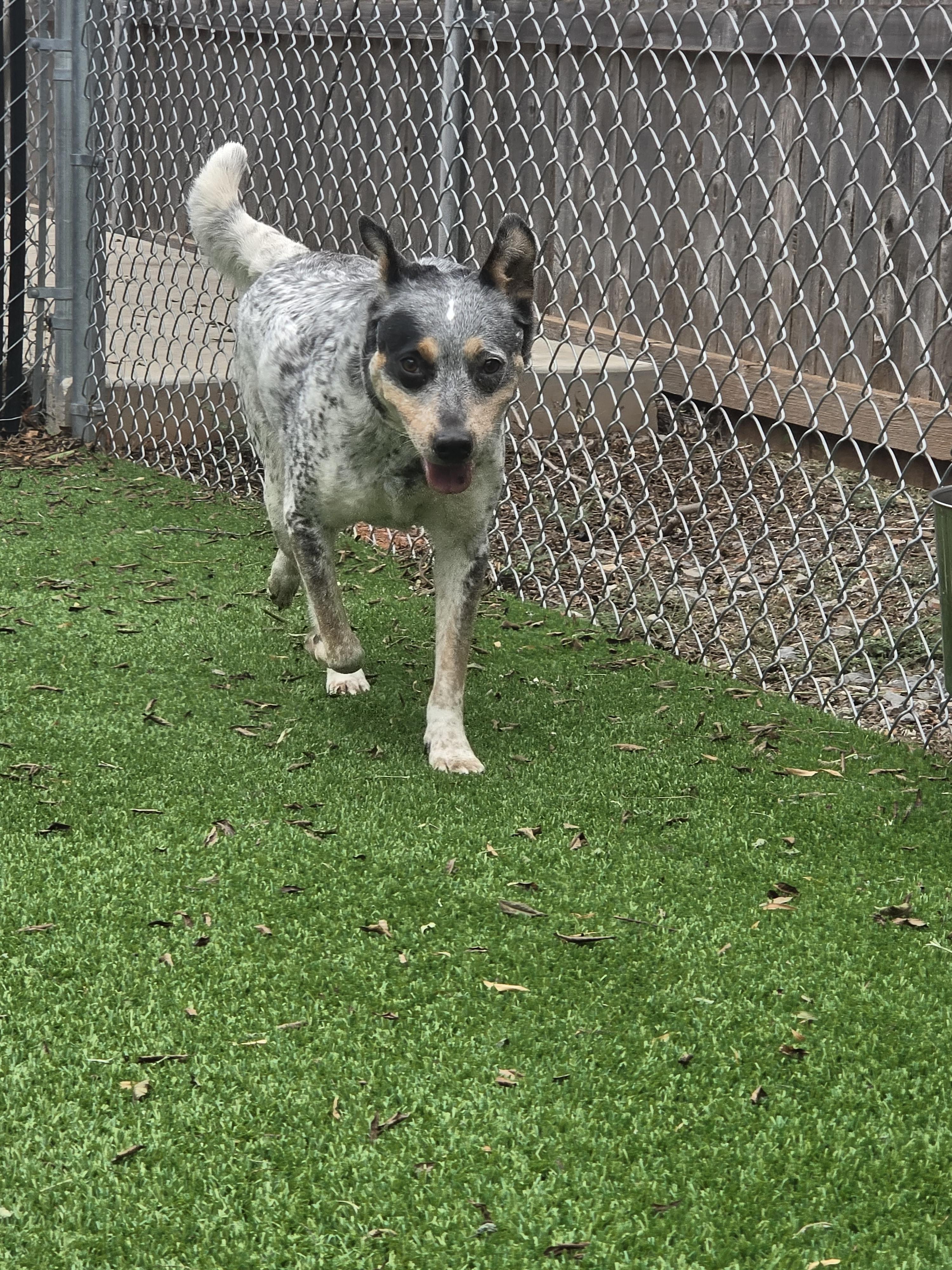 Sonar, a ADOPTABLE Cattle Dog in Oklahoma City, OK image 4/5