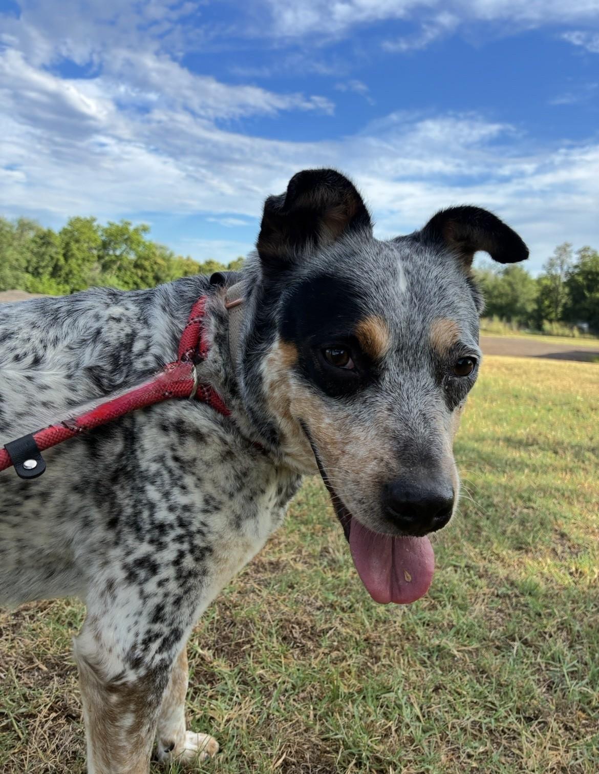 Sonar, a ADOPTABLE Cattle Dog in Oklahoma City, OK image 2/5