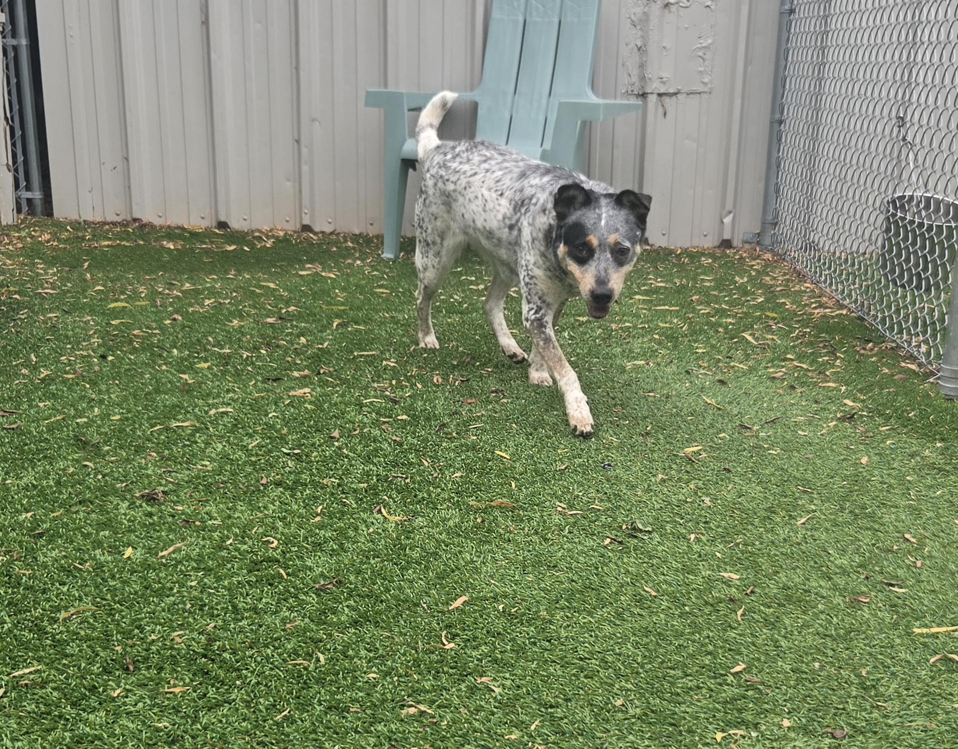 Sonar, a ADOPTABLE Cattle Dog in Oklahoma City, OK image 5/5