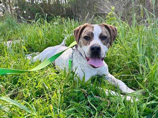 BUTTERSCOTCH, Adoptable, Young Female Pit Bull Terrier & Mixed Breed.