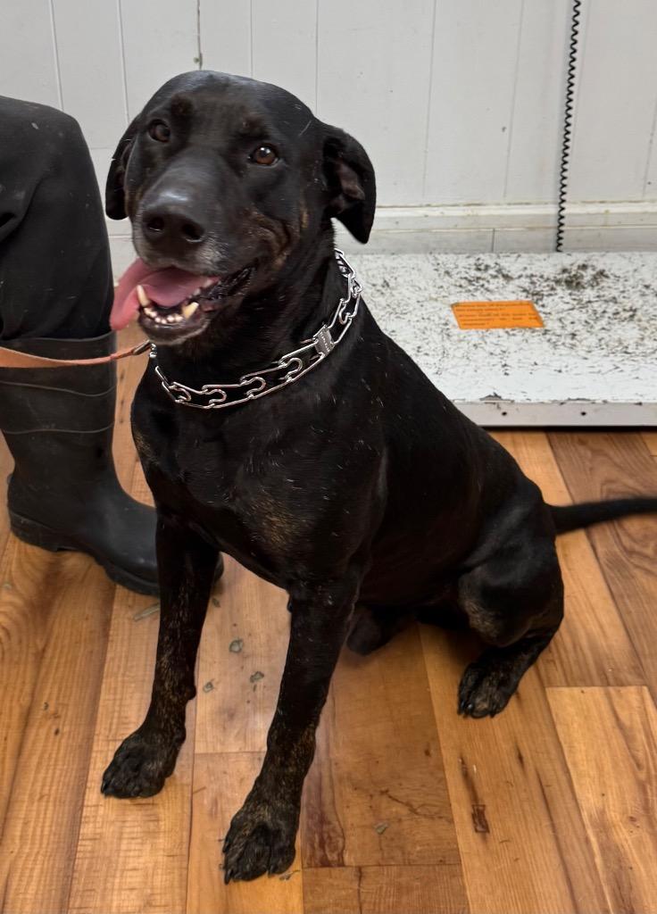 Cole, Adoptable, Adult Male Catahoula Leopard Dog & Mixed Breed.