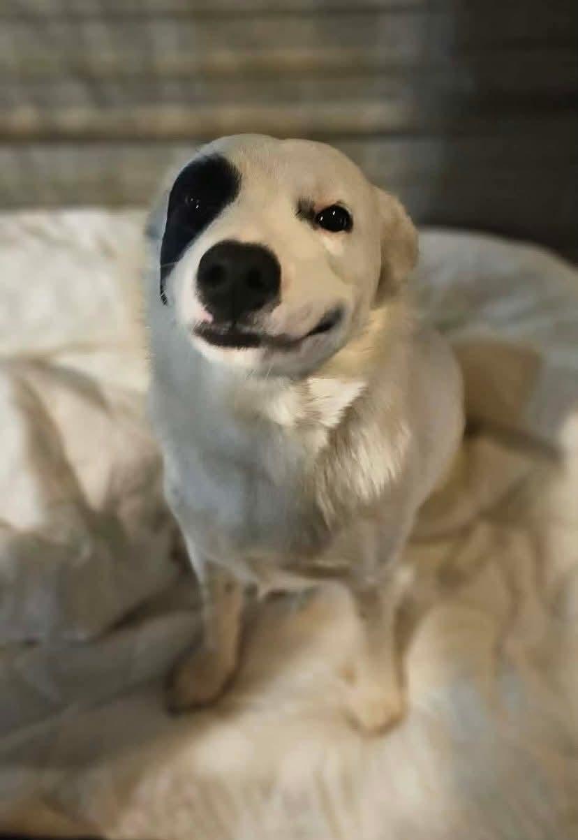 Spud, adopted, Puppy Male Border Collie & Brittany Spaniel.