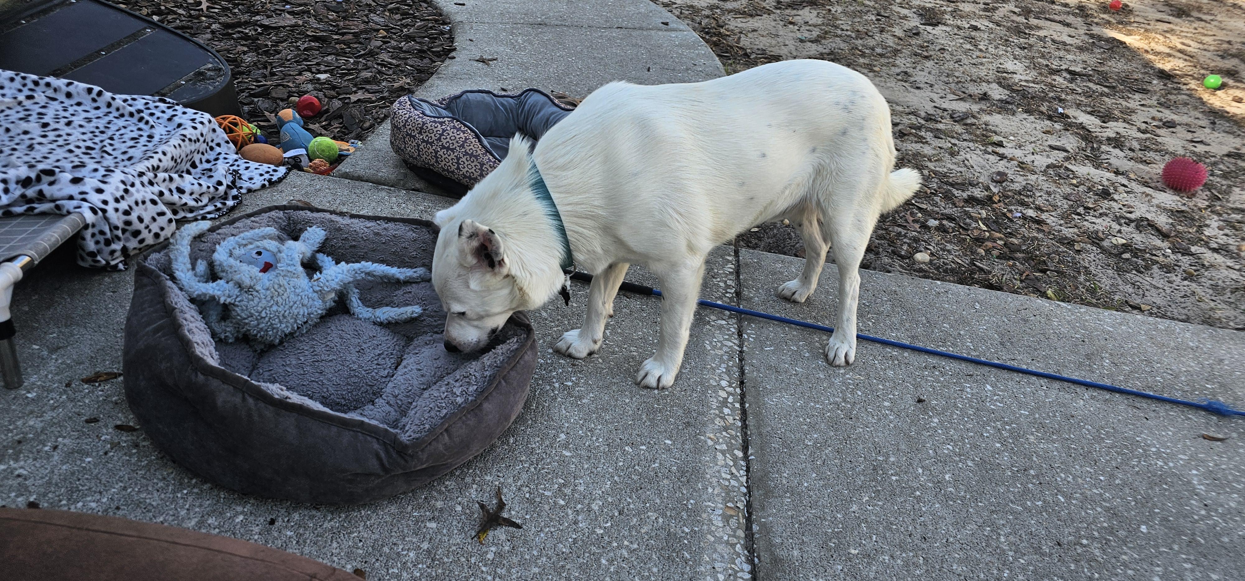 Enlarge Spud, an adopted mixed breed in Weeki Wachee, FL image 5/6