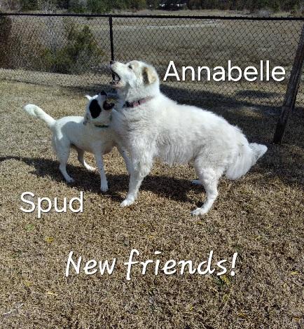 Enlarge Spud, an adopted mixed breed in Weeki Wachee, FL image 6/6