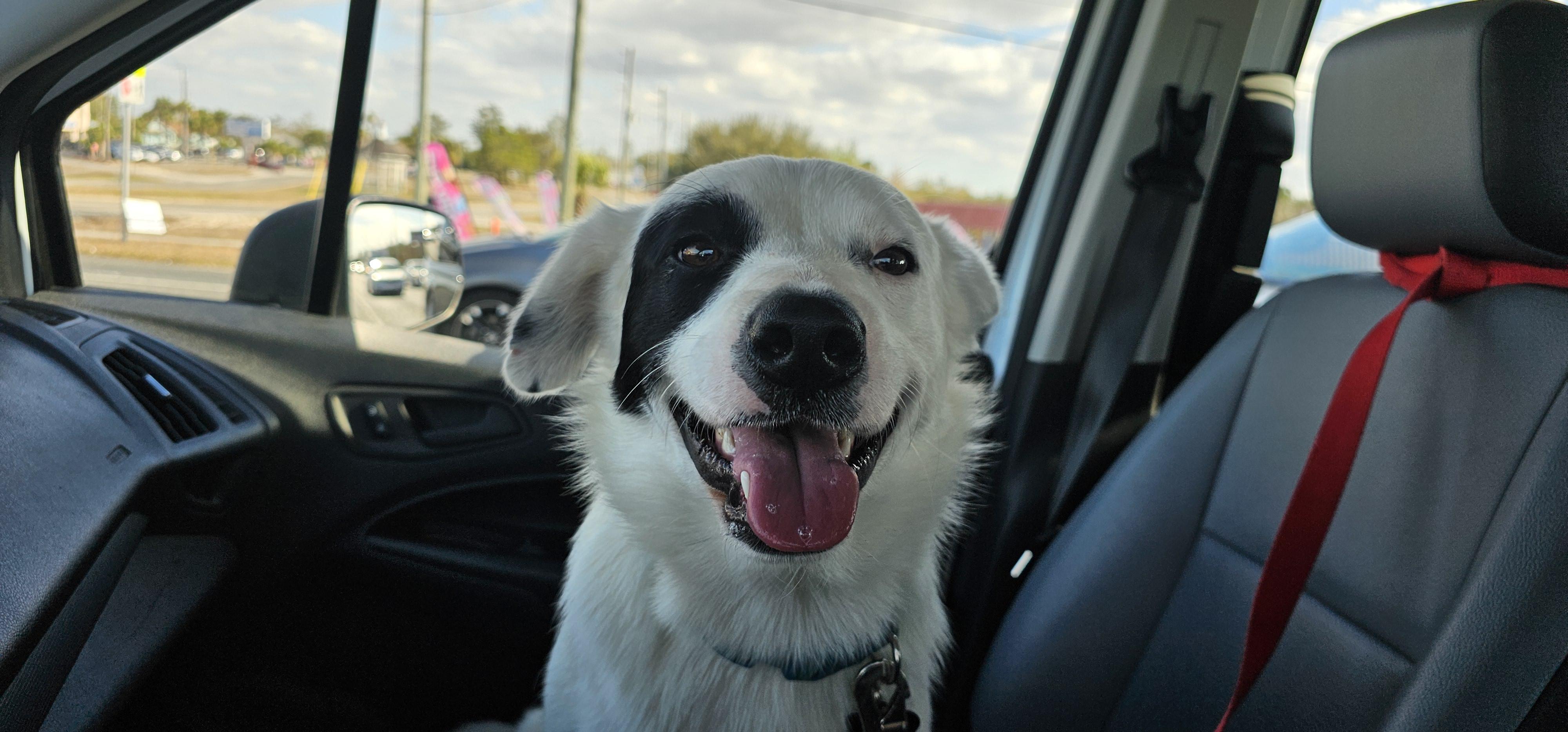 Enlarge Spud, an adopted mixed breed in Weeki Wachee, FL image 3/6