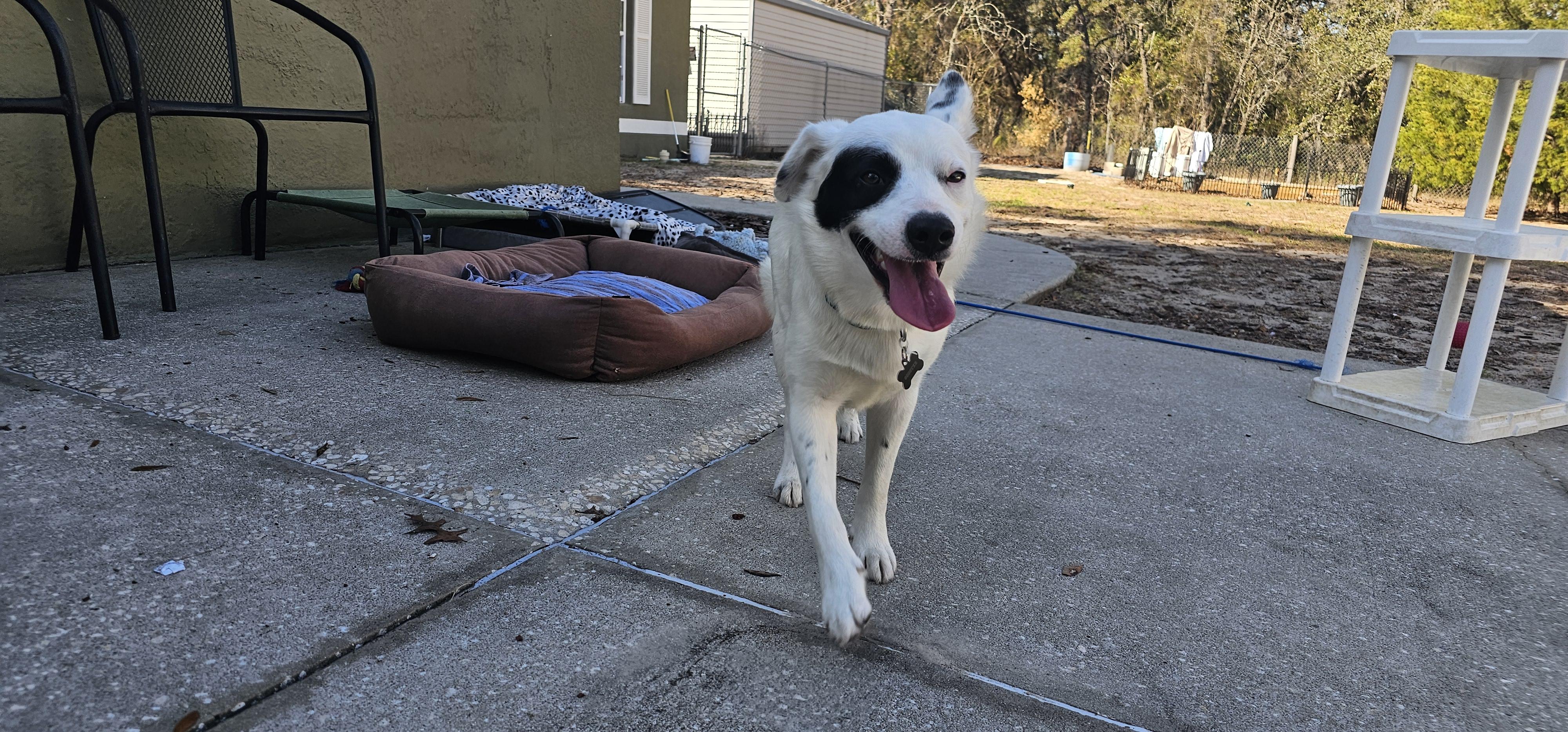 Enlarge Spud, an adopted mixed breed in Weeki Wachee, FL image 4/6