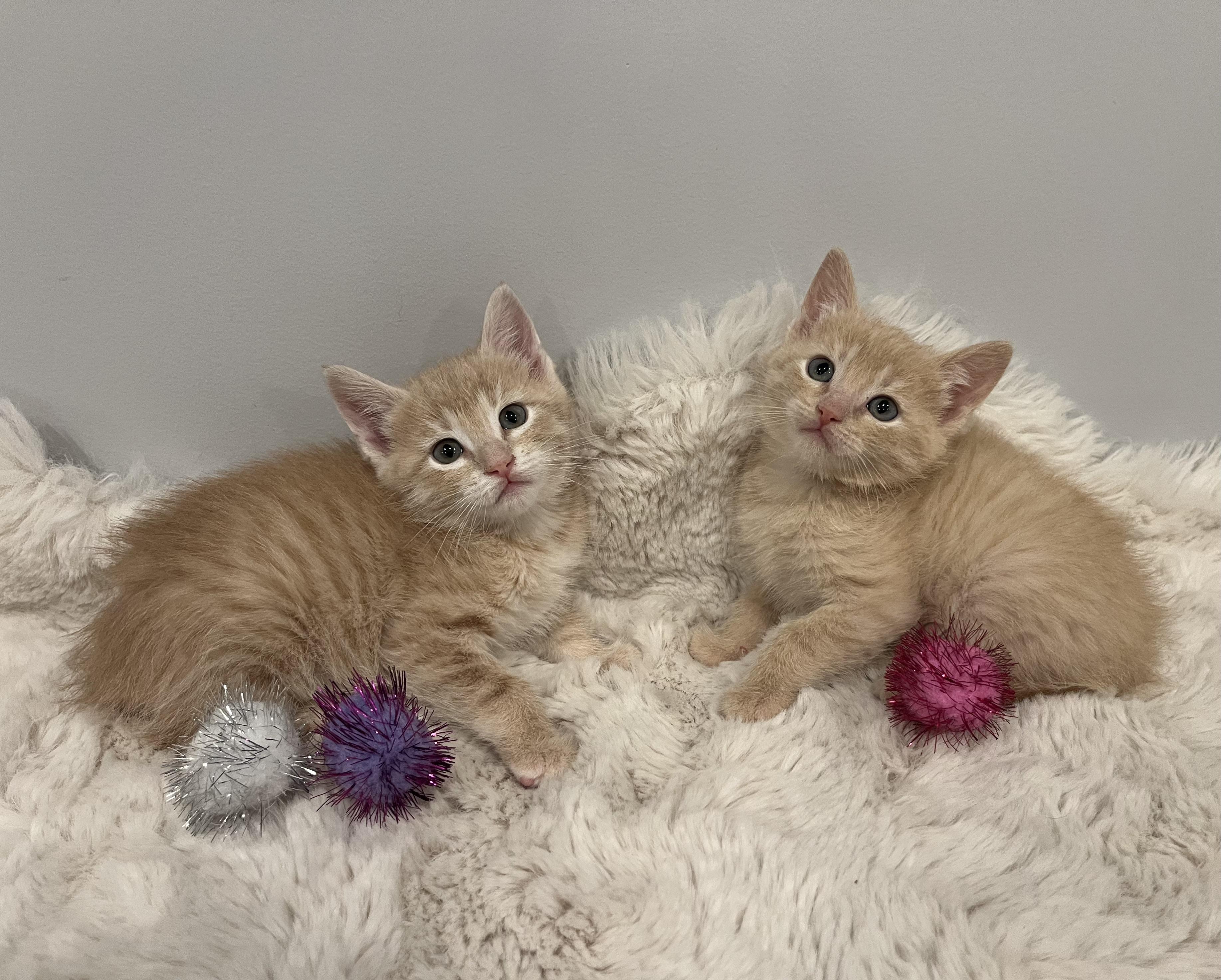 Mandarin, a ADOPTABLE Domestic Short Hair in Chicago, IL image 6/6