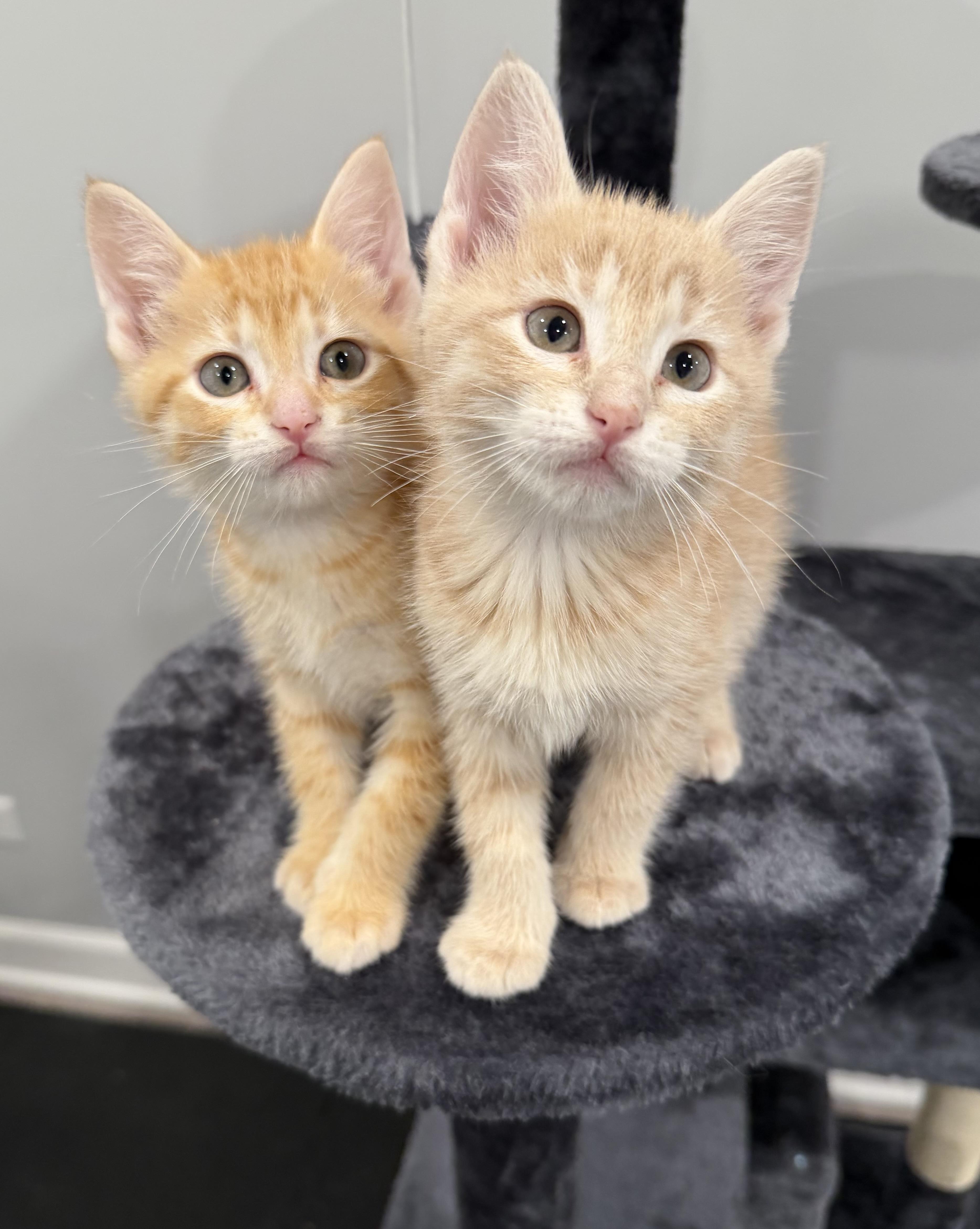 Mandarin, a ADOPTABLE Domestic Short Hair in Chicago, IL image 2/6