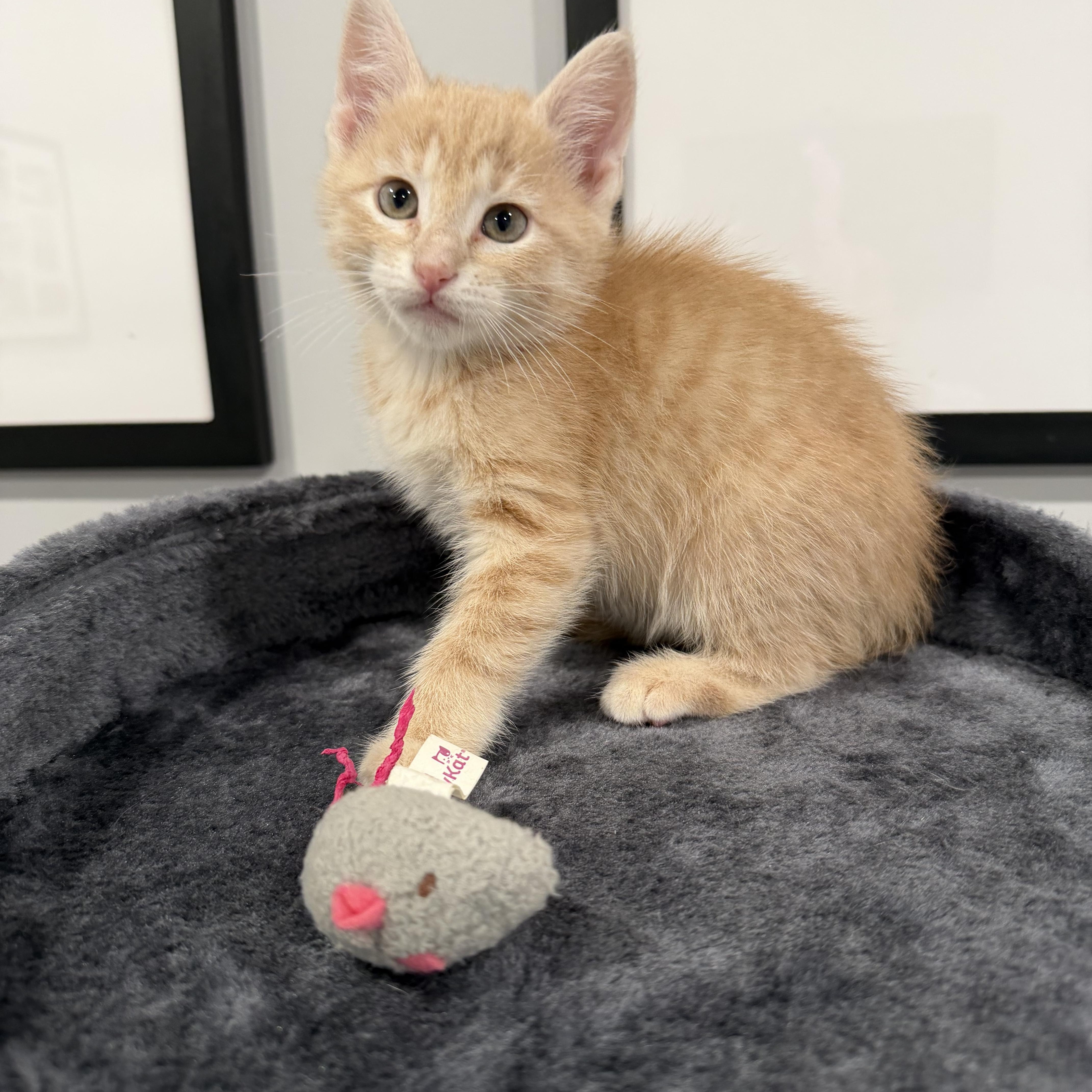 Mandarin, a ADOPTABLE Domestic Short Hair in Chicago, IL image 4/6