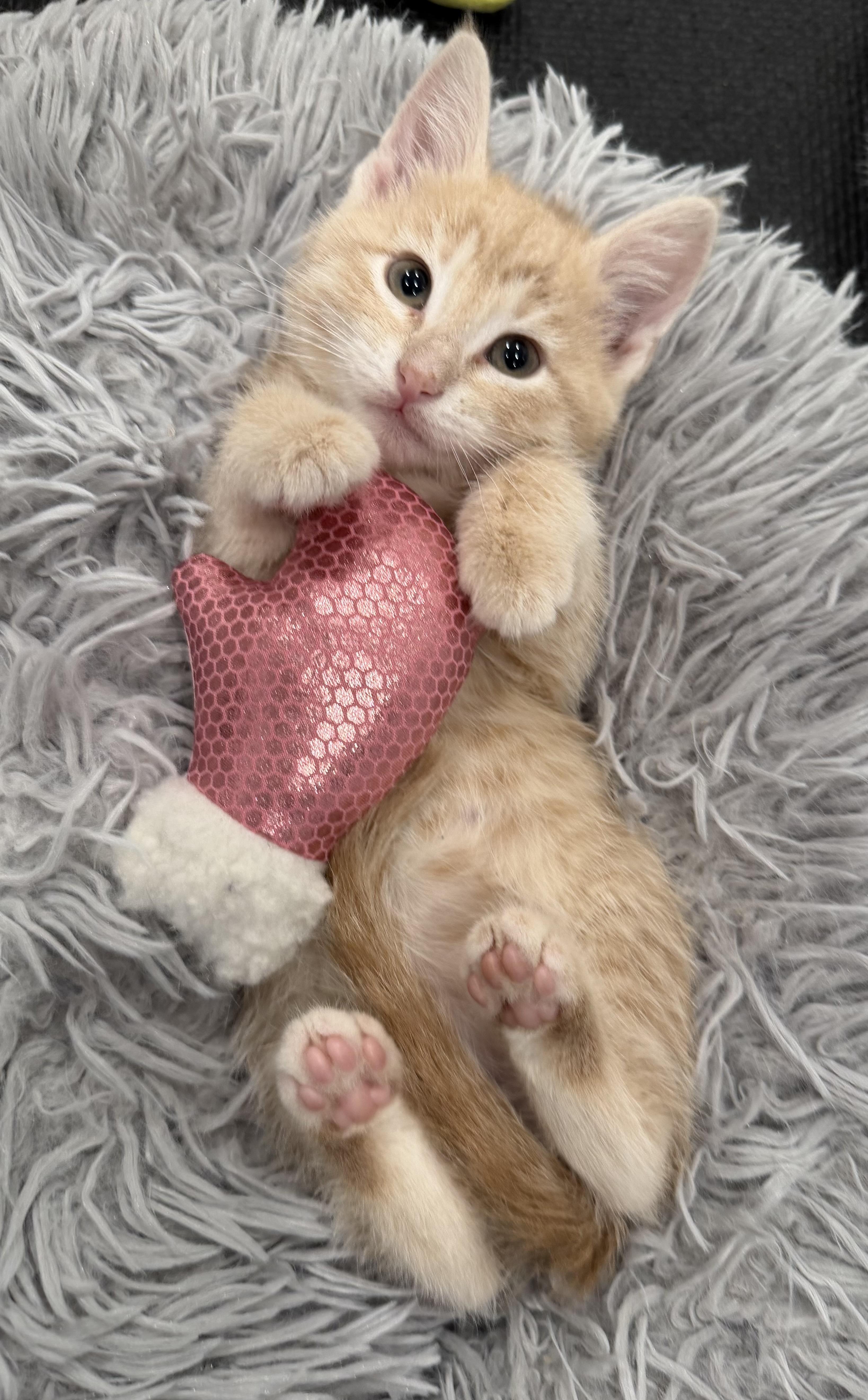 Mandarin, ADOPTABLE, Kitten Female Domestic Short Hair.
