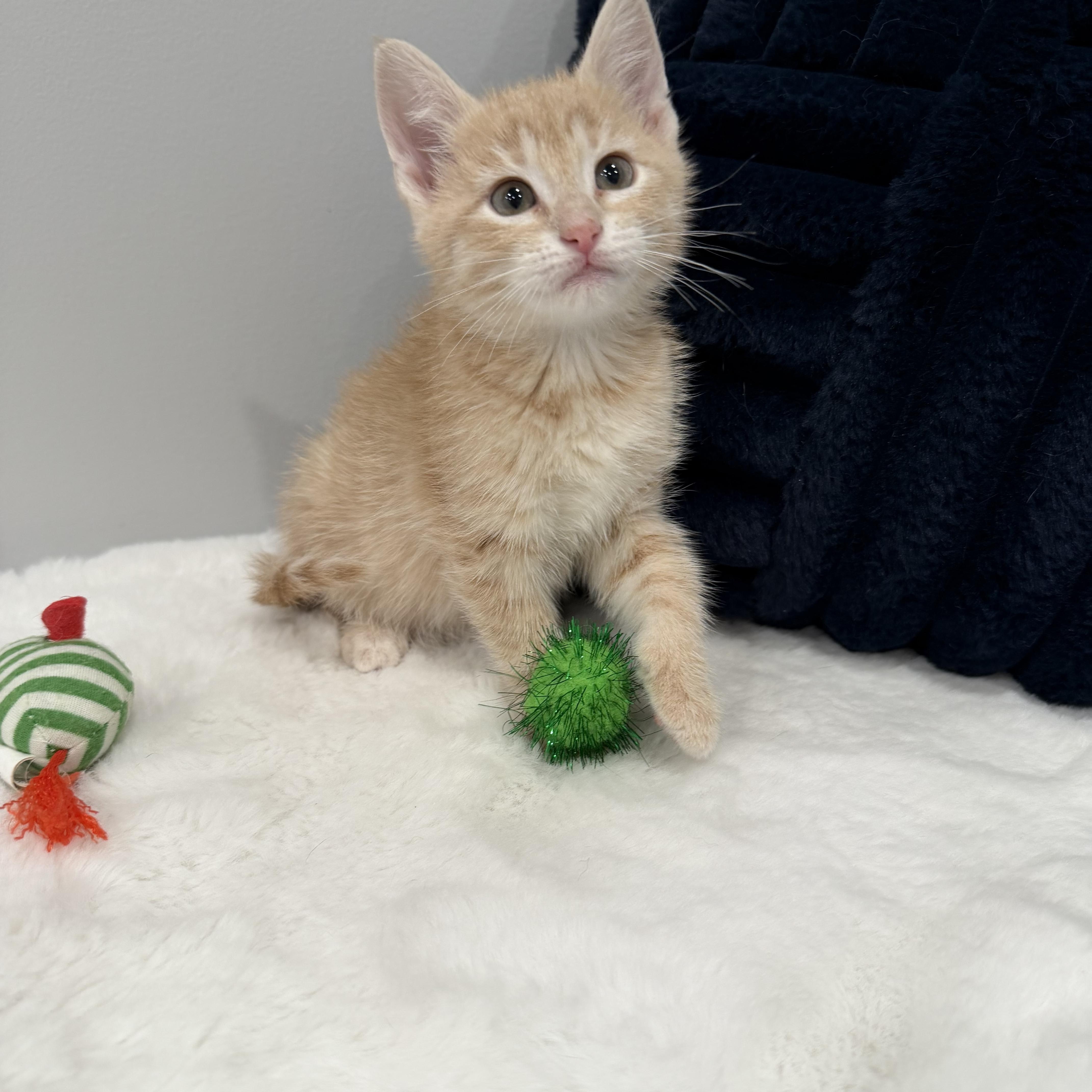Mandarin, a ADOPTABLE Domestic Short Hair in Chicago, IL image 3/6
