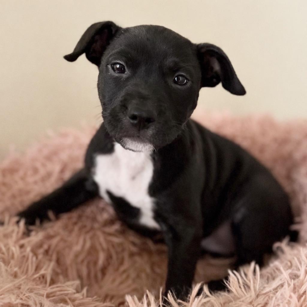 Libby, Adoptable, Puppy Female Terrier.