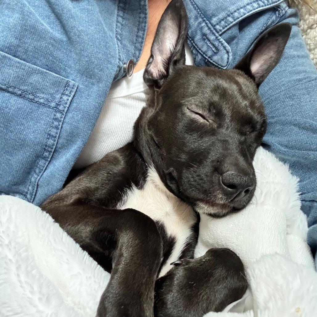 Enlarge Astra, a Adoptable mixed breed in La Grange, KY image 2/6