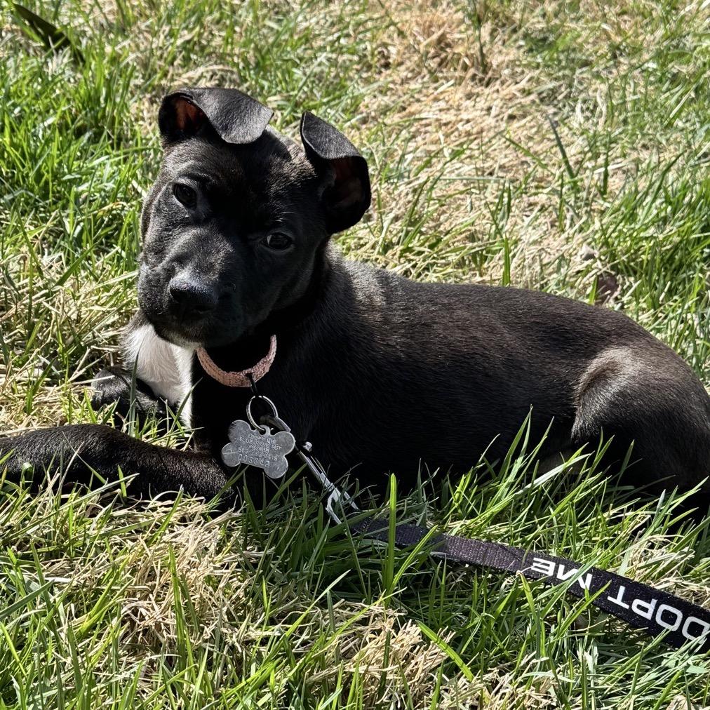 Enlarge Astra, a Adoptable Terrier in La Grange, KY image 2/6