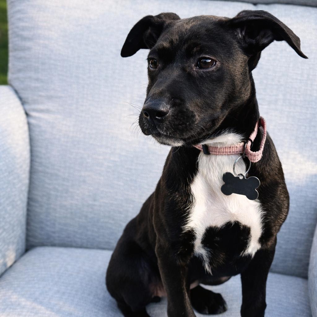 Enlarge Astra, a Adoptable Terrier in La Grange, KY image 1/6