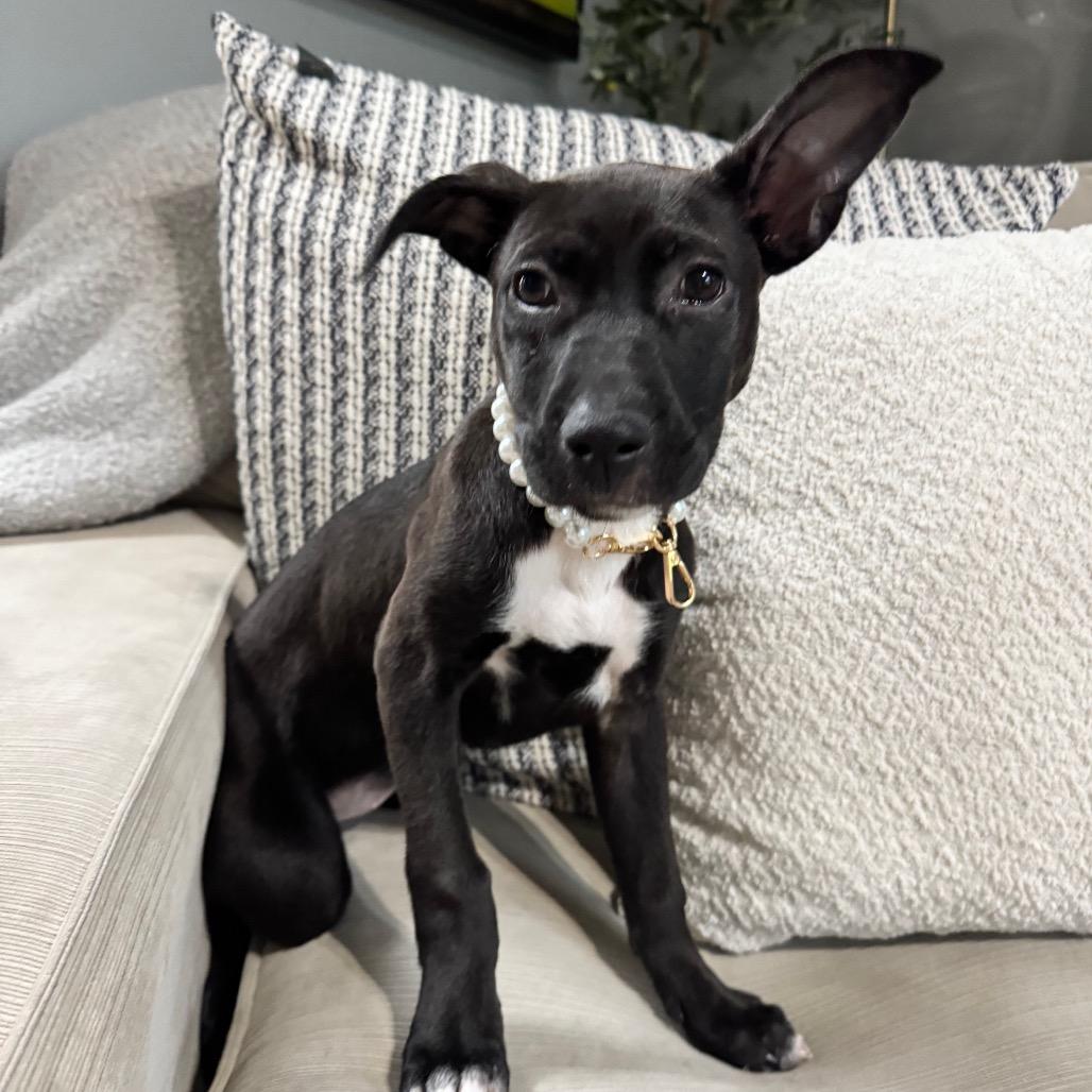 Enlarge Astra, a Adoptable mixed breed in La Grange, KY image 3/6