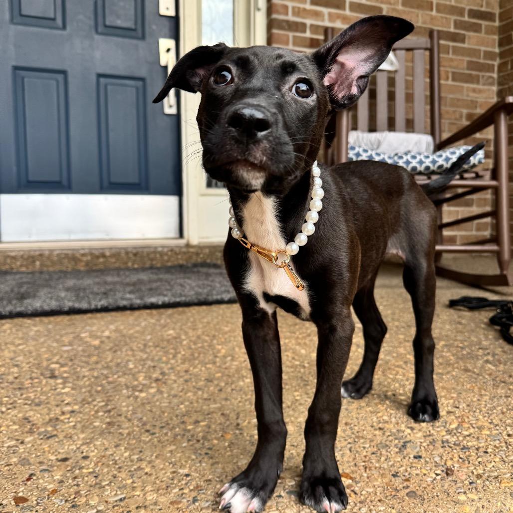 Enlarge Astra, a Adoptable mixed breed in La Grange, KY image 4/6