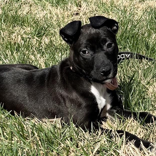 Enlarge Astra, a Adoptable Terrier in La Grange, KY image 3/6