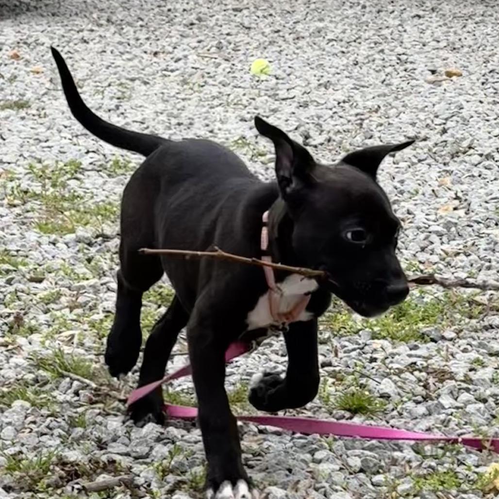 Enlarge Astra, a Adoptable mixed breed in La Grange, KY image 5/6